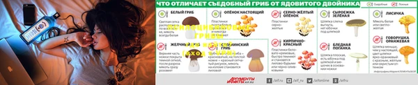гашик Алексин
